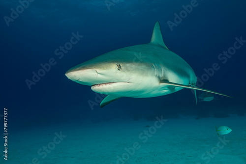 Underwater portrait of reef shark above seabed, Tiger Beach, Bahamas
