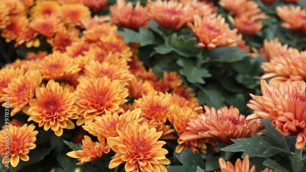 Beautiful red brown Chrysanthemum flower on display for sale at a flower shop in Batu City, Indonesia. Beautiful red brown Chrysanthemum flower on display for sale at a flower shop in Batu City, Indonesia.