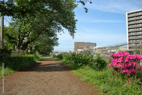 未舗装の歩道と深緑の桜並木