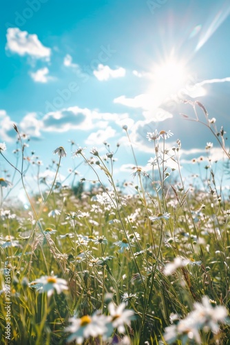 Meadow with white wildflowers under a sunny blue sky