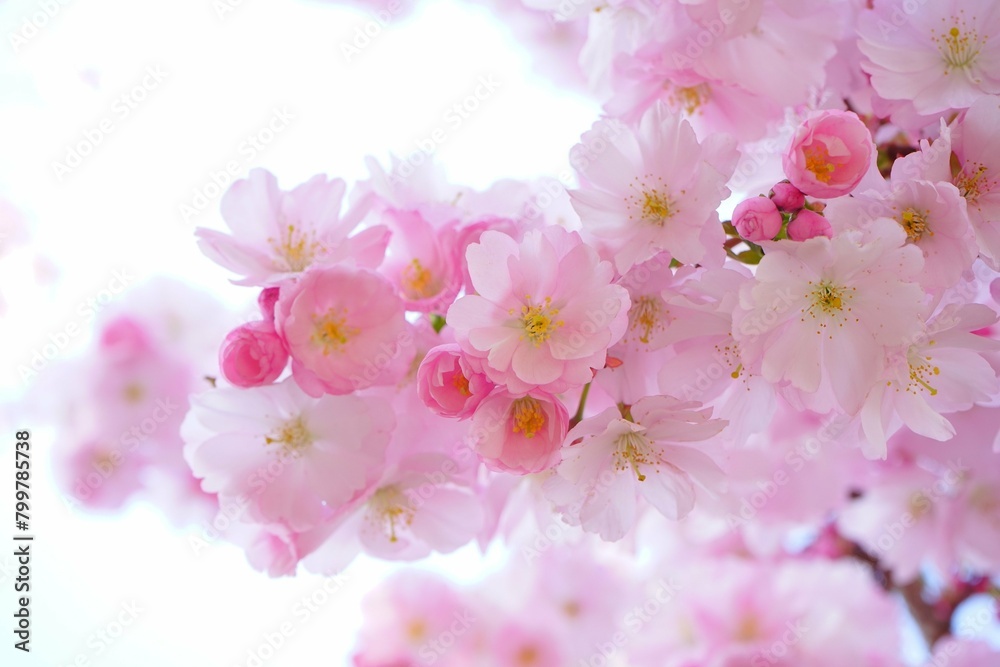 pink cherry blossom for frame in the beauty of house 