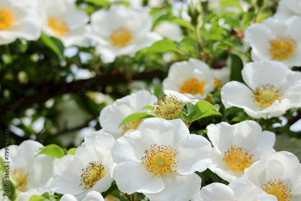 白い花 白い花
