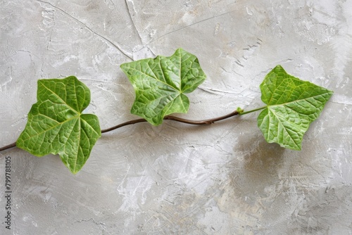 Leaf on Stem Close-Up, Light Gray Wall Backdrop - Environmental Awareness, Peaceful Imagery, Horticulture