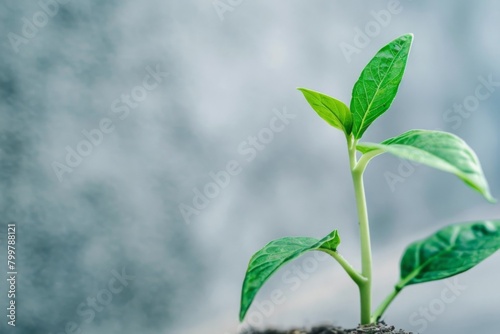 Leaf on Stem Close-Up, Light Gray Wall Backdrop - Environmental Awareness, Peaceful Imagery, Horticulture