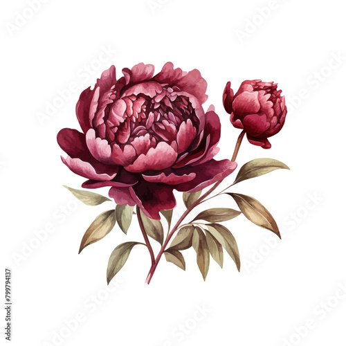 watercolor burgundy peony clipart for graphic resources