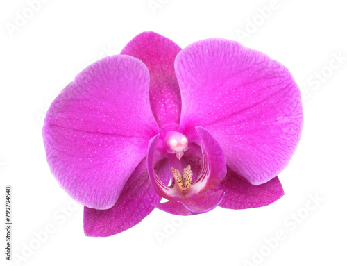 Pink orchid isolated on white background