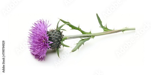 One single blooming purple thistle flower on white background