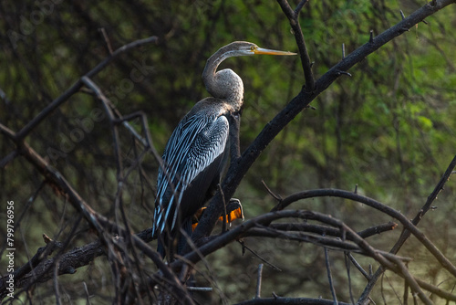 Oriental darter bird perched on a branch with use of selective focus photo