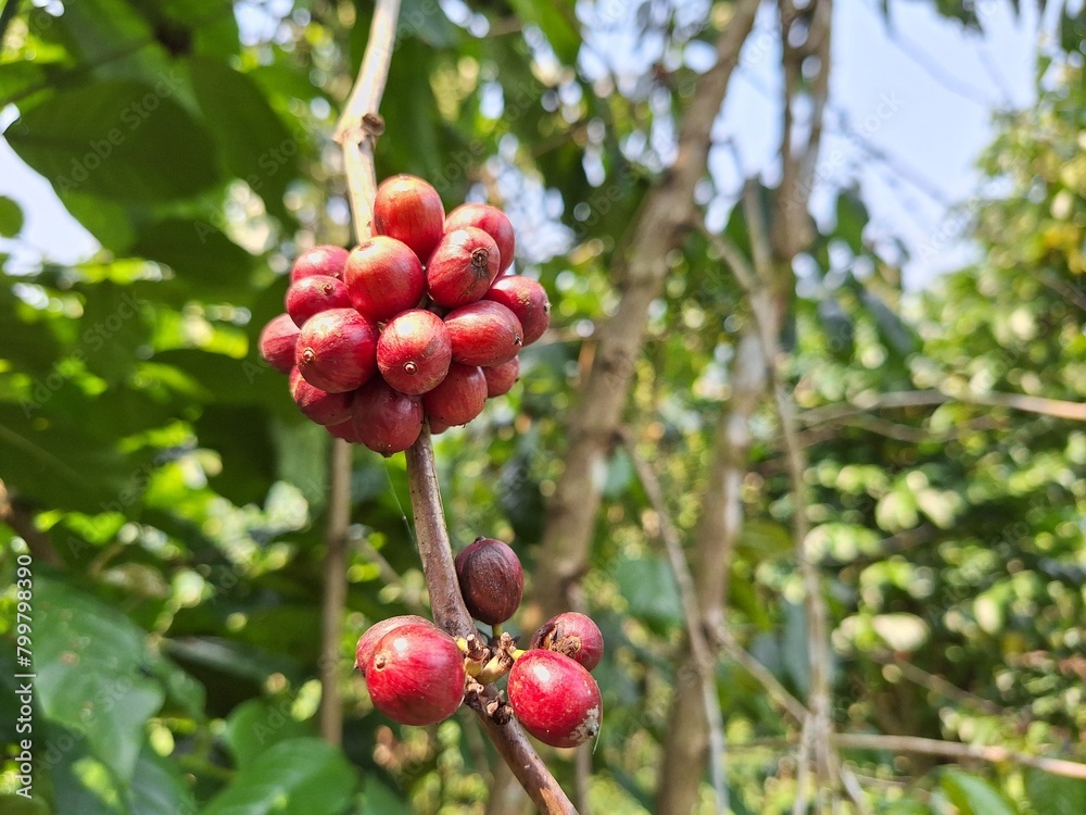 The image shows ripe coffee cherries ready for harvest and a healthy coffee tree. The image shows ripe coffee cherries ready for harvest and a healthy coffee tree.
