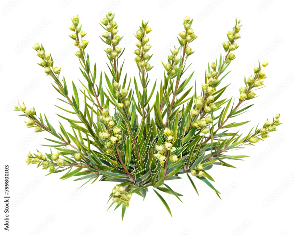 Hesperaloe parviflora bush on white background Hesperaloe parviflora bush on white background
