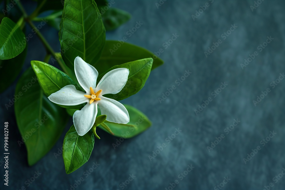 White jasmine flower with leaves on dark background, top view White jasmine flower with leaves on dark background, top view