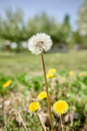 Dandelion amidst city skyscrapers under a clear sky 