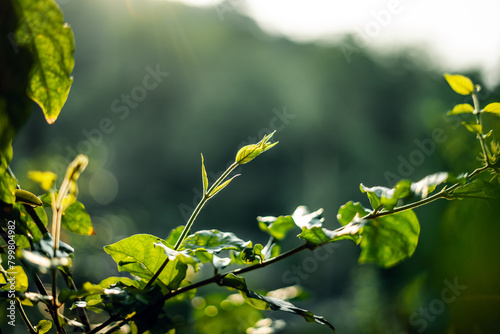 Young leaves and morning light in spring