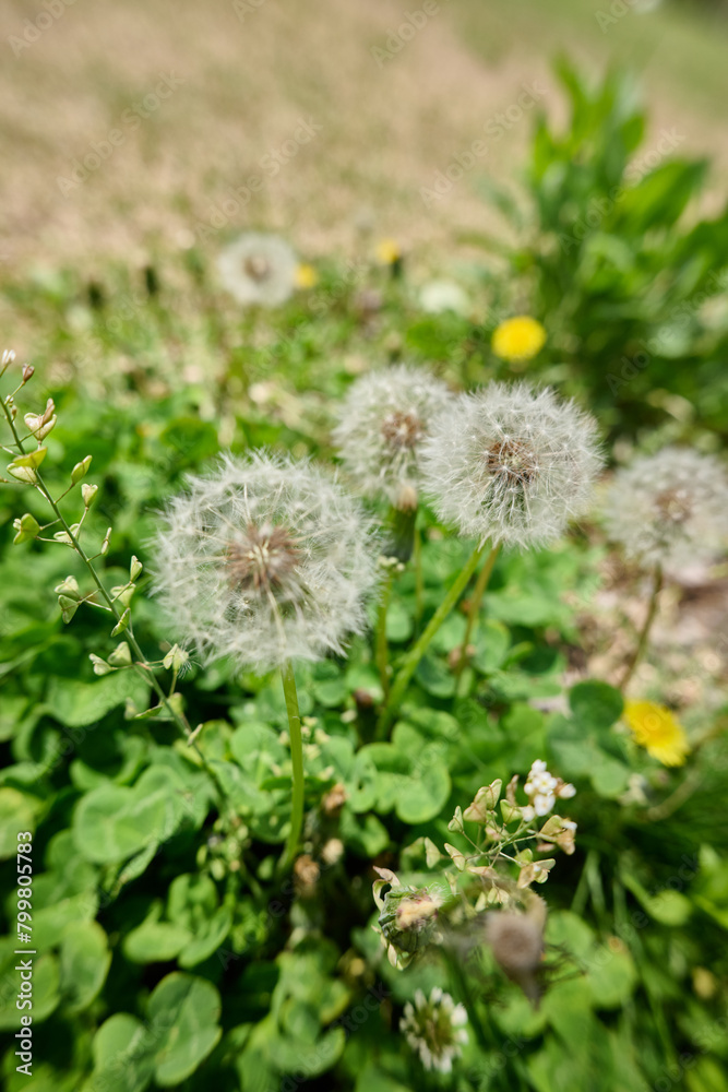 Dandelion amidst city skyscrapers under a clear sky
Dandelion amidst city skyscrapers under a clear sky