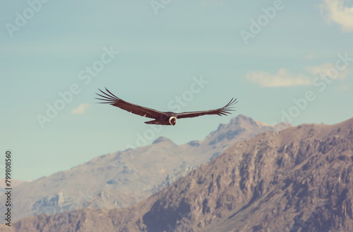 bird flying over snow mountains