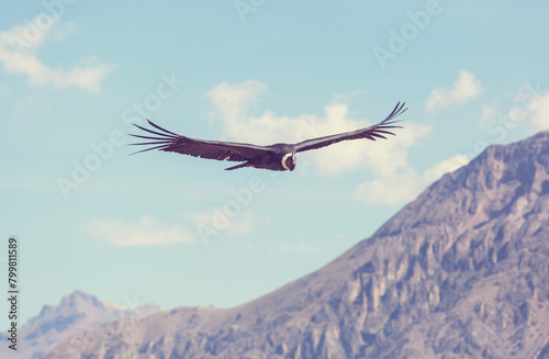 alpine chough pyrrhocorax graculus flying photo