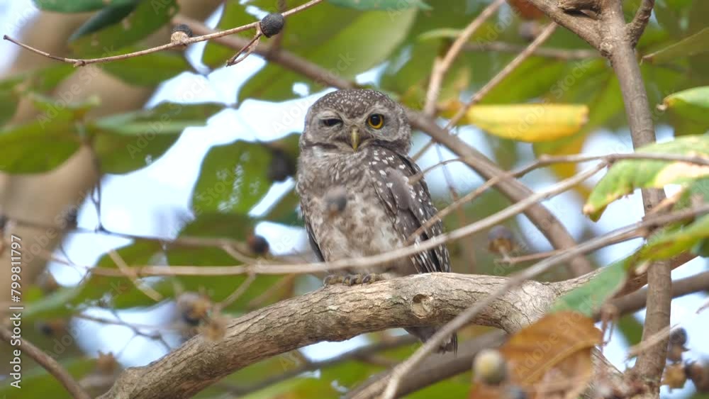 Alert spotted owlet perched on branch amidst dense foliage, showcasing wildlife and natural habitat. Endangered species and environmental conservation. Alert spotted owlet perched on branch amidst dense foliage, showcasing wildlife and natural habitat. Endangered species and environmental conservation.