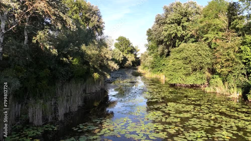 Aerial view of water lily filled swamp river with reed and trees on the side during summer. Flying above water and swamp Aerial view of water lily filled swamp river with reed and trees on the side during summer. Flying above water and swamp