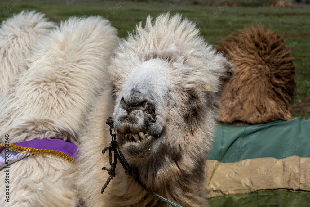 Bactrian camel close-up in natural conditions on a spring day Bactrian camel close-up in natural conditions on a spring day