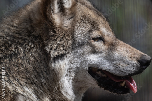 gray wolf close-up in natural conditions on a spring day