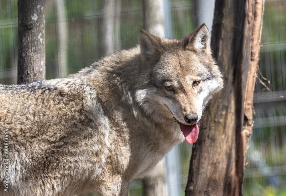 gray wolf close-up in natural conditions on a spring day gray wolf close-up in natural conditions on a spring day