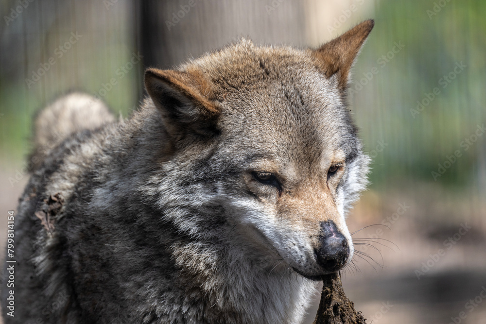 Obraz premium gray wolf close-up in natural conditions on a spring day