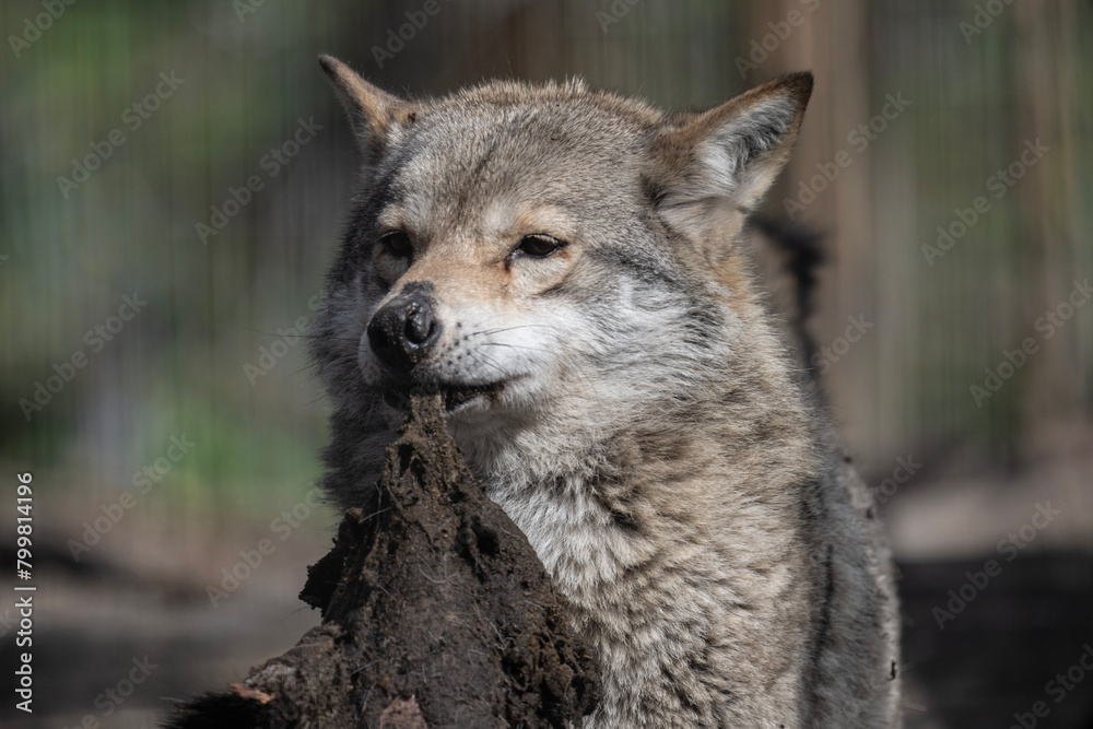 gray wolf close-up in natural conditions on a spring day gray wolf close-up in natural conditions on a spring day