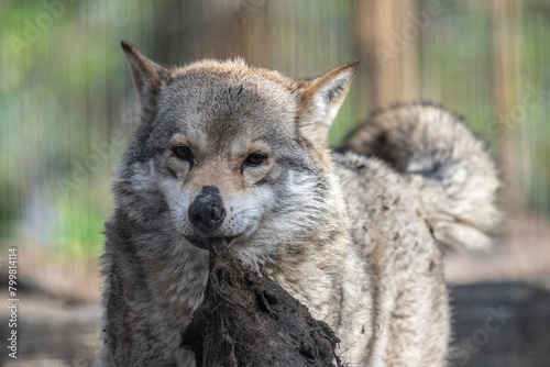 gray wolf close-up in natural conditions on a spring day