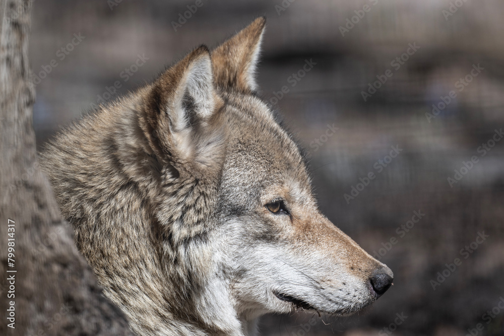 gray wolf close-up in natural conditions on a spring day gray wolf close-up in natural conditions on a spring day