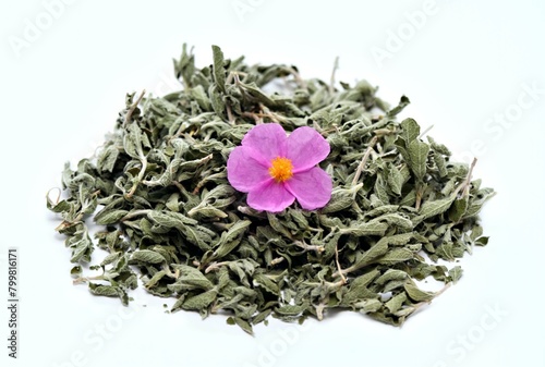 Dried herb of  Cistus incanus, known as rock rose. Traditional curative herb with many external and internal benefits, white background. Decorated with fresh cistus flower.
