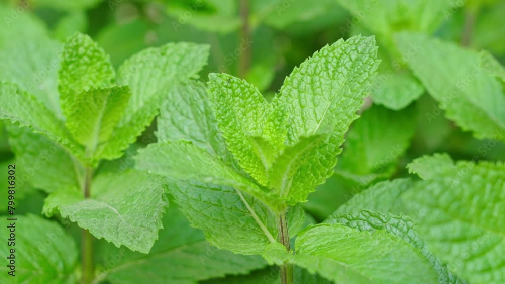 Green Mint Plant Grow Background closeup.mint leaf. Green Mint Plant Grow Background closeup.mint leaf.