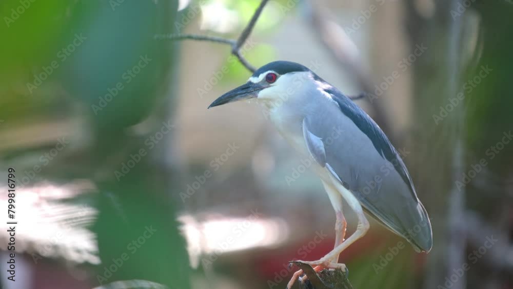 A Black-crowned Night-heron sits on a tree branch waiting to find food in the mangrove forest. Ban Na Kluea, Thailand A Black-crowned Night-heron sits on a tree branch waiting to find food in the mangrove forest. Ban Na Kluea, Thailand