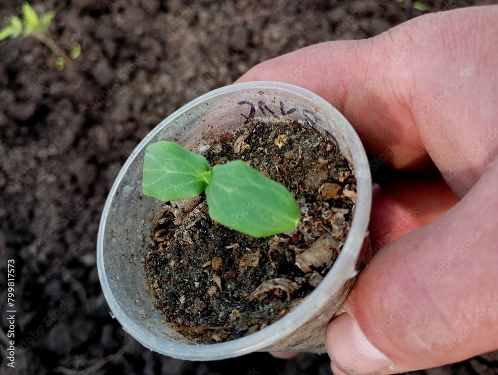 The process of transplanting a cucumber from a plastic cup into the soil. A cucumber seedling in the hand of a person in the soil in a glass. Agriculture and vegetable growing. The process of transplanting a cucumber from a plastic cup into the soil. A cucumber seedling in the hand of a person in the soil in a glass. Agriculture and vegetable growing.