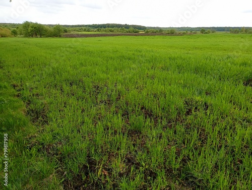 The texture of a green field sown with wheat in the spring. Green agricultural plants. Cereal crops are sown on the field area.
