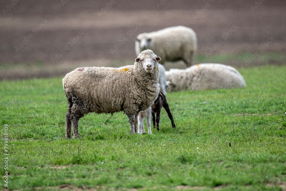 sheep with young animals on green meadows in natural conditions on a spring day sheep with young animals on green meadows in natural conditions on a spring day