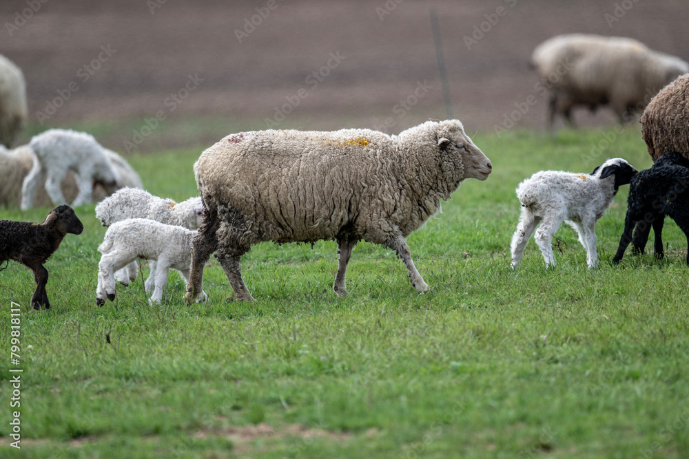 sheep with young animals on green meadows in natural conditions on a spring day sheep with young animals on green meadows in natural conditions on a spring day