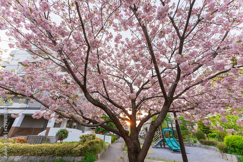 Ichiyou Sakura on Adachi Street