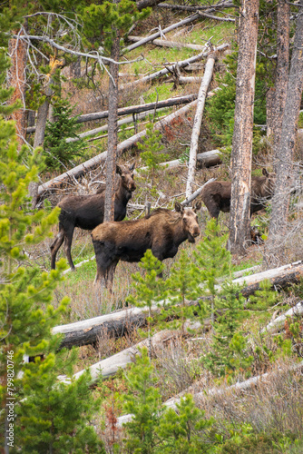 Two  Large Moose at The Wind River Range  Mountain range in Wyoming