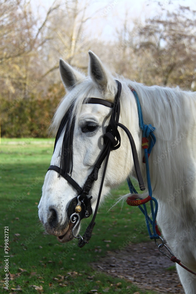 Fototapeta premium caballo