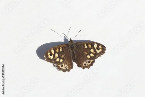 Close up Speckled wood (Pararge aegeria), family Nymphalidae. White background. April, Spring. Netherlands.