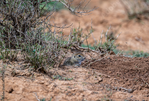 steppe gray ground squirrel in natural conditions on a spring day