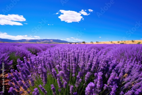 Vibrant Lavender Field Under Bright Blue Sky
