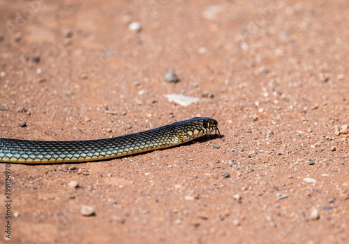 a snake warms itself on a red field road with its tongue hanging out on a spring day