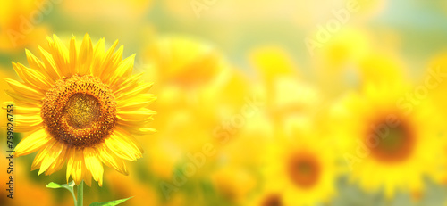 Sunflower on blurred sunny nature background. Horizontal agriculture summer banner with sunflowers field. Organic food production. Harvest of farm product. Oilseed crop. Copy space for text © frenta