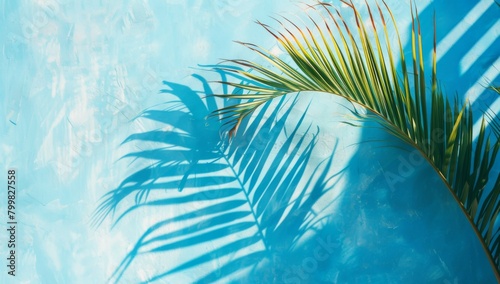 Beautiful palm tree leaves with shadow on blue background photo