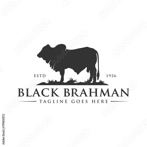 black brahman cow logo photo