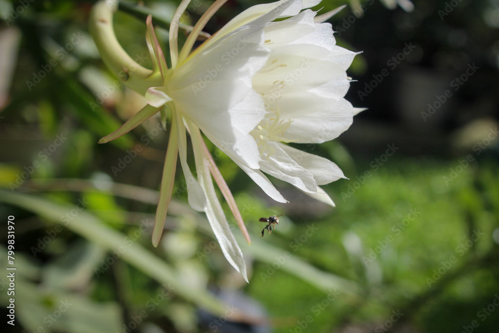 selective focus of a small bee trying to suck the nectar of the white wijaya kusuma or fishbone cactus or ric rac orchid cactus or Epiphyllum anguliger flowers in the garden outside the house selective focus of a small bee trying to suck the nectar of the white wijaya kusuma or fishbone cactus or ric rac orchid cactus or Epiphyllum anguliger flowers in the garden outside the house