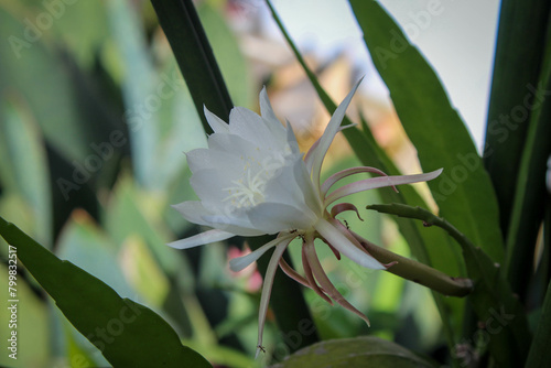 selective focus of a small bee trying to suck the nectar of the white wijaya kusuma or fishbone cactus or ric rac orchid cactus or Epiphyllum anguliger flowers in the garden outside the house