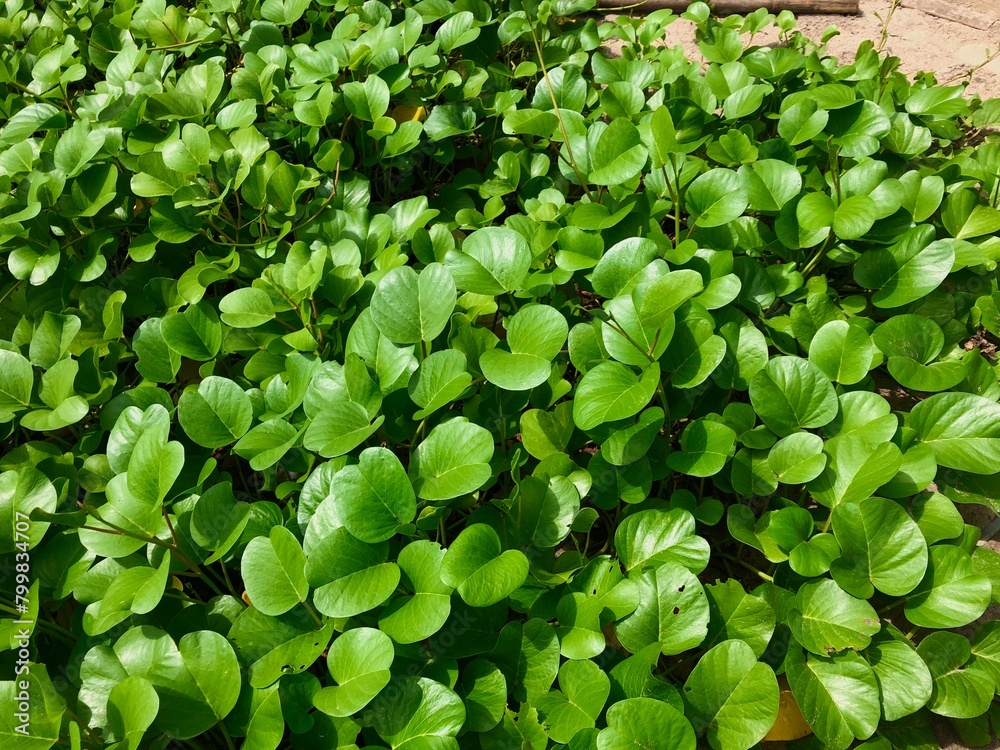 close up view of Pond covered by green leaves close up view of Pond covered by green leaves