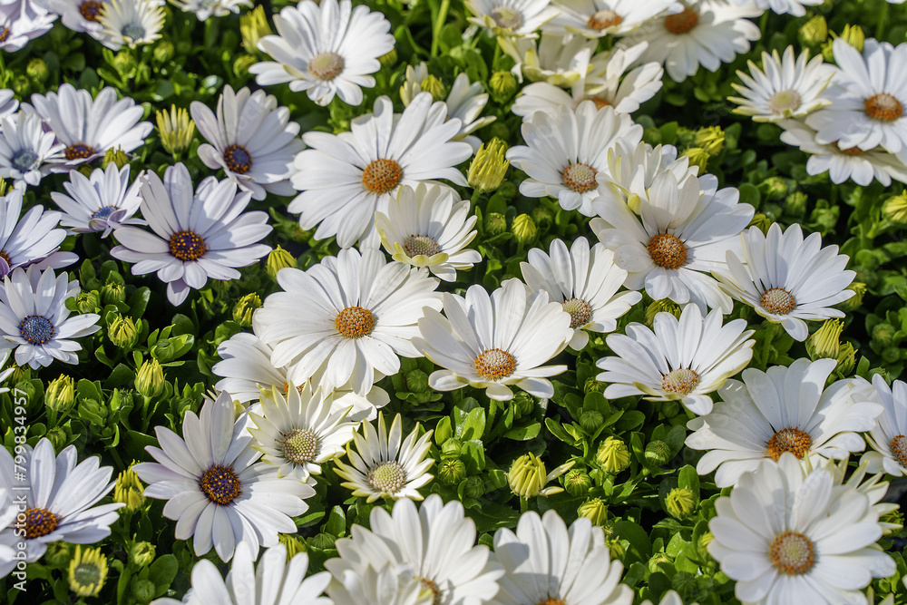 Fototapeta premium white daisies in the garden